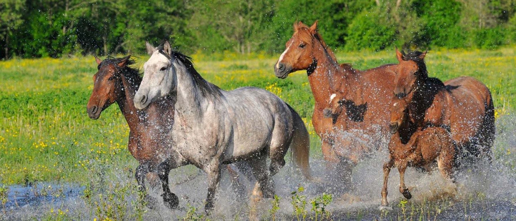 Caminando con Caballos