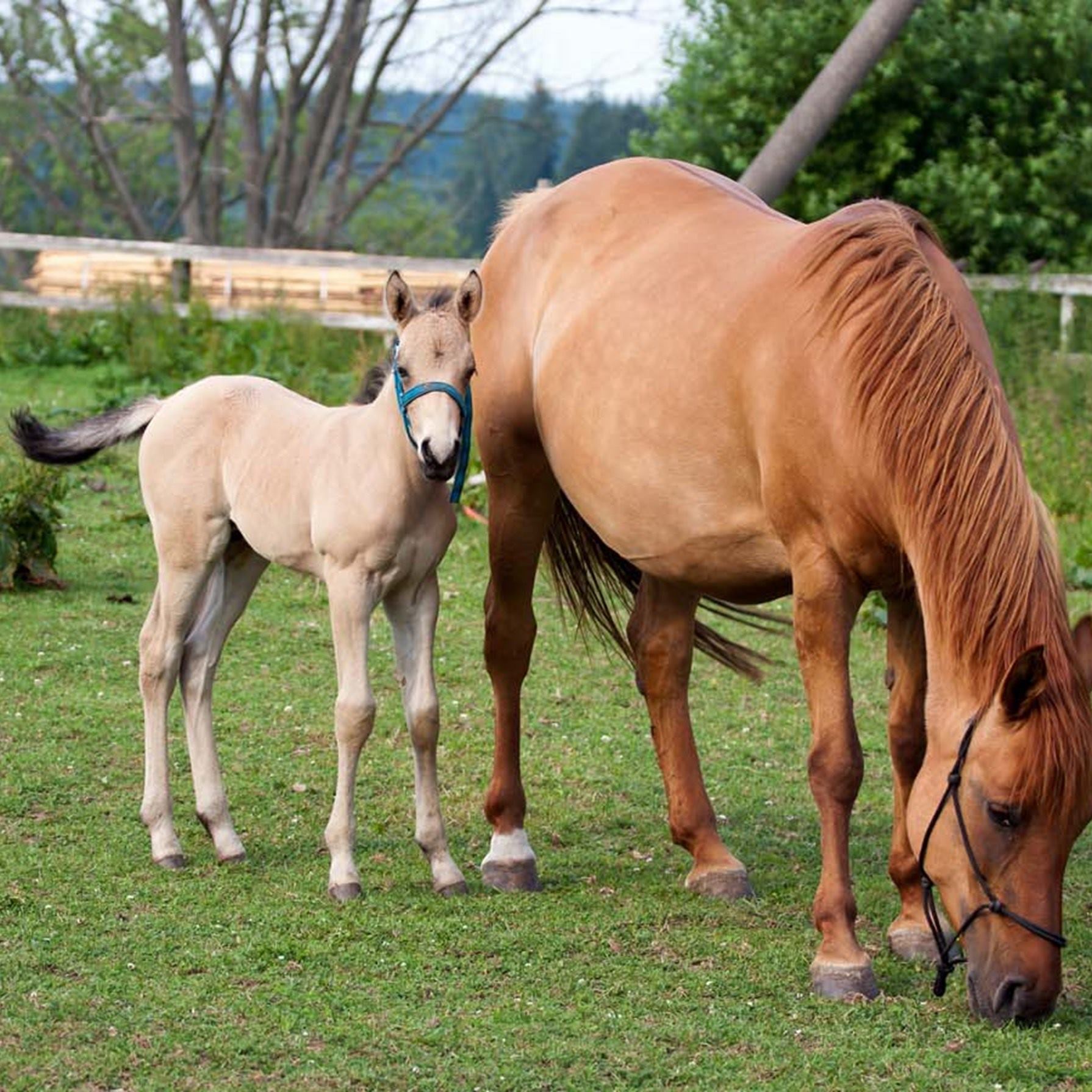 Caminando con Caballos