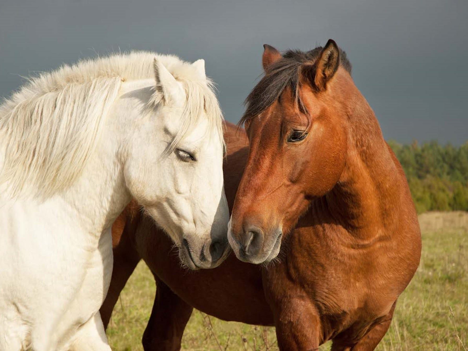 Caminando con Caballos